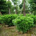 非洲茉莉