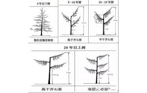 史上最完整的果树修剪技术，果农一定要看！