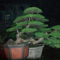 罗汉松