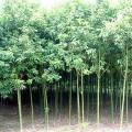 大叶香樟