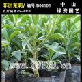 非洲茉莉