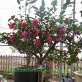 茶花