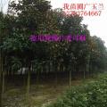 广玉兰
