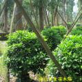 非洲茉莉