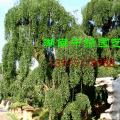 苗木基地