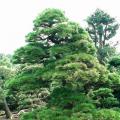 黑松