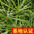 旱伞草