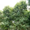 玉蕊树