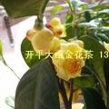 金花茶