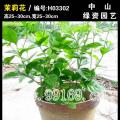 茉莉花