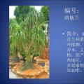 酒瓶兰