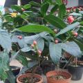 四季海棠茶花
