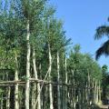 白千层