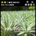 剑麻