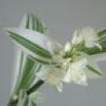 花叶栀子花（1加仑）