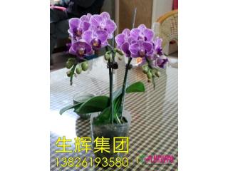蝴蝶兰