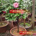 茶花