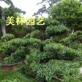 台湾罗汉松