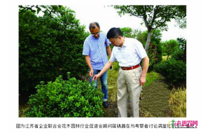 耐寒能力强的英国无刺冬青引关注