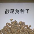 散尾葵