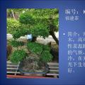 福建茶