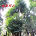 多宝树