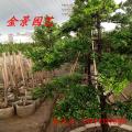 台湾罗汉松