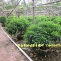 非洲茉莉