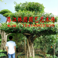细叶榕