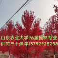 银杏美国红枫娜塔栎彩叶豆梨柿树白蜡国槐等