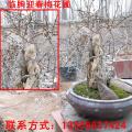 昌邑迎春梅,昌邑梅花,1-3年幼苗