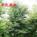 大腹木棉