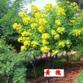 黄槐地苗，黄槐袋苗，黄槐移植苗