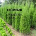 供应侧柏苗 山西侧柏苗 优质侧柏苗