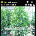 福木
