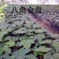 八角金盘