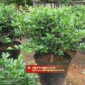 茶梅