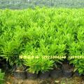 非洲茉莉 灰莉
