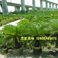 台湾苏铁