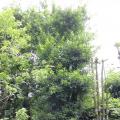 和顺树