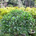 非洲茉莉（灰莉）