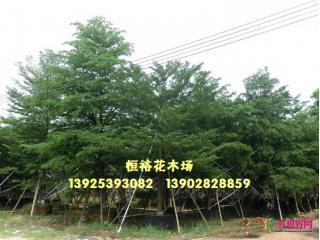 小叶榄仁