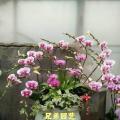 蝴蝶兰