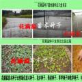 黄花梨