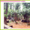 红花鸡蛋花