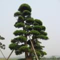 罗汉松