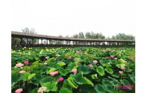 2019南京六合池杉湖荷花文化旅游节开幕 2019南京六合池杉湖荷花文化旅游节开幕