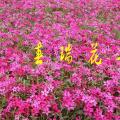 丛生福禄考