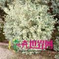花叶女贞
