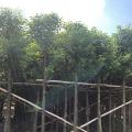香樟